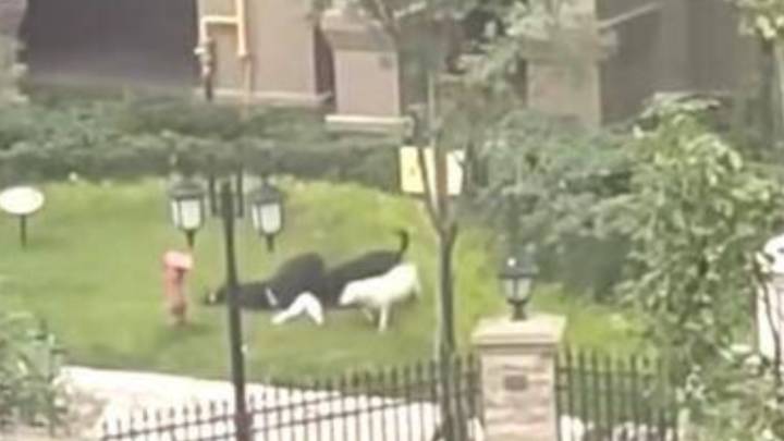 烈犬咬伤女童事件超千名捐款网友申请退款,金额近5万,你怎么看?
