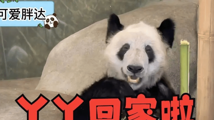 你支持大熊猫租借到外国吗？