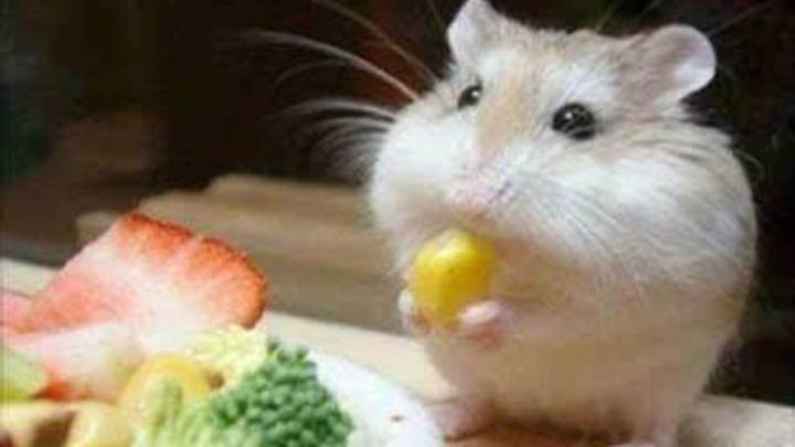 吃了被老鼠污染的食物，要担心身体健康吗？